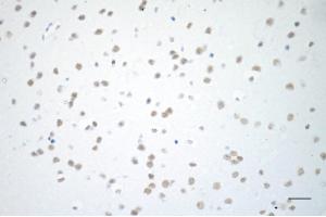 Immunohistochemistry was performed on paraffin-embedded mouse brain using USP39 antibody (ABIN7800735), 1:200). (Recombinant USP39 抗体)
