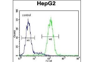 CCDC17 Antibody (C-term) (ABIN654991 and ABIN2844627) flow cytometric analysis of HepG2 cells (right histogram) compared to a negative control cell (left histogram). (CCDC17 抗体  (C-Term))