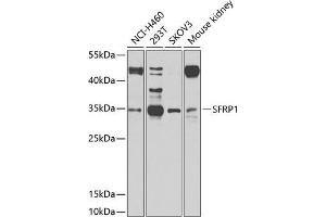 Western blot analysis of extracts of various cell lines, using SFRP1 antibody (ABIN1682675, ABIN1682676, ABIN5664178 and ABIN6219906) at 1:1000 dilution. (SFRP1 抗体  (AA 30-314))