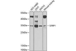Western blot analysis of extracts of various cell lines, using SFRP1 antibody (ABIN1682675, ABIN1682676, ABIN5664178 and ABIN6219906) at 1:1000 dilution. (SFRP1 抗体  (AA 30-314))