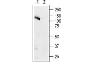 Western blot analysis of human Colo-205 colon adenocarcinoma cell lysate: - 1. (ATP1A1 抗体  (Intracellular, N-Term))