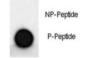 Dot blot analysis of phospho-MAP2 antibody.