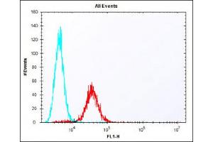 Overlay histogram showing F9 cells stained with (ABIN6243120 and ABIN6577808) (red line). (TDGF1 抗体  (N-Term))