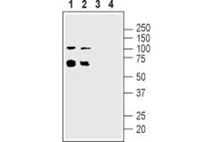 Western blot analysis of rat (lanes 1 and 3) and mouse (lanes 2 and 4) enriched brain membranes:1,2.