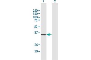 Western Blot analysis of CRYZ expression in transfected 293T cell line by CRYZ MaxPab polyclonal antibody. (CRYZ 抗体  (AA 1-329))