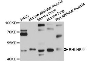 Western blot analysis of extracts of various cells, using BHLHE41 antibody. (BHLHE41 抗体)