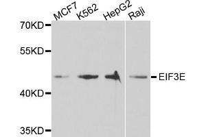 Western blot analysis of extracts of various cell lines, using EIF3E antibody. (EIF3E 抗体)