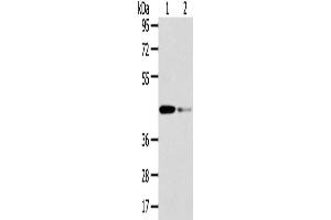 Gel: 8 % SDS-PAGE, Lysate: 40 μg, Lane 1-2: Human fetal liver tissue and hela cell, Primary antibody: ABIN7131583(VPS37A Antibody) at dilution 1/200 dilution, Secondary antibody: Goat anti rabbit IgG at 1/8000 dilution, Exposure time: 15 seconds (VPS37A 抗体)
