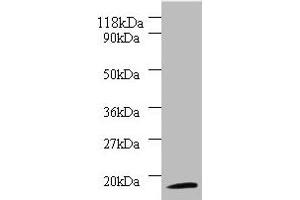 Western blot All lanes: 40S ribosomal protein S11 antibody at 2 μg/mL + 293T whole cell lysate Secondary Goat polyclonal to rabbit IgG at 1/10000 dilution Predicted band size: 18 kDa Observed band size: 18 kDa (RPS11 抗体  (AA 2-158))