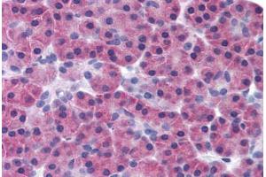 Human Pancreas (formalin-fixed, paraffin-embedded) stained with RIPK3 antibody ABIN291732 at 10 ug/ml followed by biotinylated goat anti-rabbit IgG secondary antibody ABIN481713, alkaline phosphatase-streptavidin and chromogen. (RIPK3 抗体  (AA 480-530))
