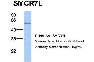 Host:  Rabbit  Target Name:  SMCR7L  Sample Type:  Human Fetal Heart  Antibody Dilution:  1. (SMCR7L 抗体  (N-Term))