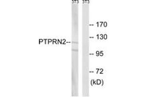 Western blot analysis of extracts from NIH-3T3 cells, using PTPRN2 Antibody. (PTPRN2 抗体  (AA 206-255))