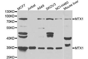 Western blot analysis of extracts of various cell lines, using MTX1 antibody. (Metaxin 1 抗体)
