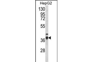 Western blot analysis of PECI Antibody (C-term) (ABIN652636 and ABIN2842426) in HepG2 cell line lysates (35 μg/lane). (PECI/ECI2 抗体  (C-Term))