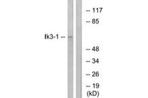 Western Blotting (WB) image for anti-Cdk5 and Abl Enzyme Substrate 1 (CABLES1) (AA 561-610) antibody (ABIN2889871) (CABLES1 抗体  (AA 561-610))