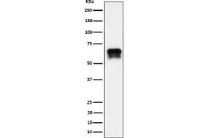 Western blot analysis of PCTAIRE1 expression in BxPC-3 cell lysate.