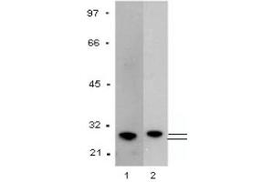 Western Blotting (WB) image for anti-Glutathione S Transferase (GST) antibody (ABIN1107457) (GST 抗体)