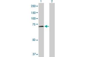 Western Blot analysis of SHC3 expression in transfected 293T cell line by SHC3 MaxPab polyclonal antibody. (SHC3 抗体  (AA 1-594))