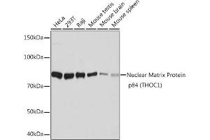 Western blot analysis of extracts of various cell lines, using Nuclear Matrix Protein p84 (THOC1) (THOC1) Rabbit mAb (ABIN7270811) at 1:1000 dilution. (THOC1 抗体)