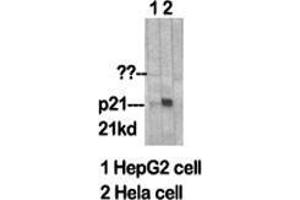 Western Blot (WB) analysis of specific cells using p21 Polyclonal Antibody. (p21 抗体  (Ser232))