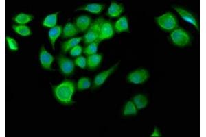 Immunofluorescence staining of A549 cells with ABIN7153401 at 1:133, counter-stained with DAPI. (G2E3 抗体  (AA 240-337))