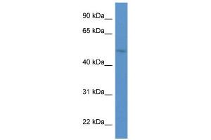 WB Suggested Anti-HNF1B Antibody Titration:  0. (HNF1B 抗体  (C-Term))
