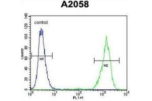 Flow cytometric analysis of A2058 cells using RAB10 Antibody (Center) Cat. (RAB10 抗体  (Middle Region))