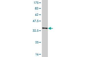 Western Blot detection against Immunogen (36. (Ghrelin 抗体  (AA 24-117))