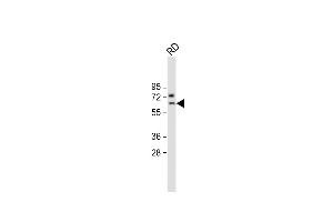 Anti-SMTNL1 Antibody (Center) at 1:2000 dilution + RD whole cell lysate Lysates/proteins at 20 μg per lane. (SMTNL1 抗体  (AA 130-159))