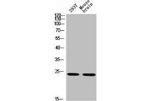 Western blot analysis of 293T MOUSE-BRAIN using p-14-3-3 θ/ (S232) antibody.