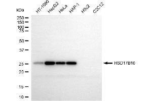 Western blotting analysis using HSD17B10 antibody (ABIN7799014). (HSD17B10 抗体)