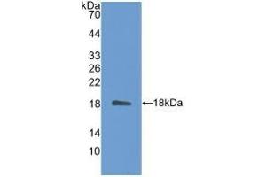 Detection of Recombinant IL31, Mouse using Polyclonal Antibody to Interleukin 31 (IL31) (IL-31 抗体  (AA 28-154))
