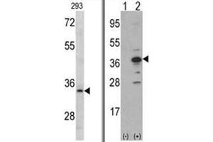 (LEFT) Western blot analysis of MCA1 antibody (C-term) in 293 cell line lysates (35ug/lane). (AIMP1 抗体  (C-Term))
