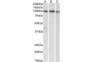 ABIN5539581 (0. (STAT5A 抗体  (C-Term))