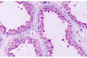 Anti-GPRC5A / RAI3 antibody IHC staining of human testis. (GPRC5A 抗体  (Extracellular Domain))