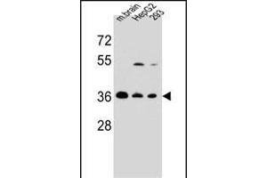 FBXO2 Antibody (C-term) (ABIN654170 and ABIN2844029) western blot analysis in mouse brain tissue and HepG2,293 cell line lysates (35 μg/lane). (FBXO2 抗体  (C-Term))