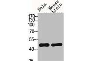 Western Blot analysis of HELA MOUSE-BRAIN cells using Fusin Polyclonal Antibody (CXCR4 抗体  (C-Term))