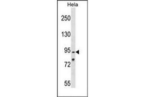 Western blot analysis of OSBPL1A Antibody (C-term) in Hela cell line lysates (35ug/lane).