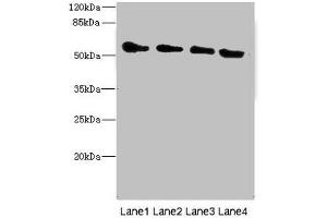 Western blot All lanes: TRHDE antibody at 1. (TRHDE 抗体  (AA 62-200))