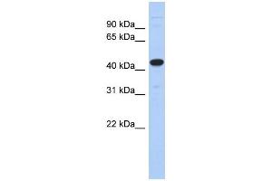 WB Suggested Anti-UBA3 Antibody Titration:  0.