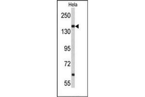 Western blot analysis of NUP153 Antibody (N-term) in Hela cell line lysates (35ug/lane).