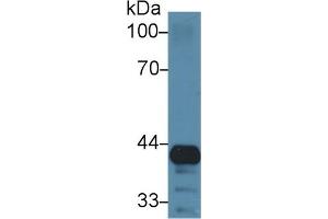 Detection of GRN in Mouse Lung lysate using Polyclonal Antibody to Granulin (GRN) (Granulin 抗体  (AA 31-269))