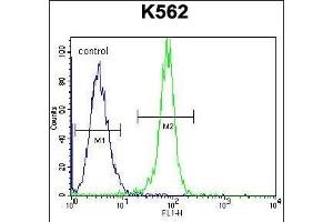 STUB1 Antibody (C-term) (ABIN656111 and ABIN2845451) flow cytometric analysis of K562 cells (right histogram) compared to a negative control cell (left histogram). (STUB1 抗体  (C-Term))
