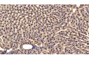 Detection of HRG in Rat Liver Tissue using Polyclonal Antibody to Histidine Rich Glycoprotein (HRG) (HRG 抗体  (AA 18-254))