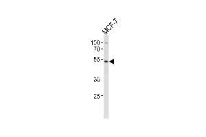 SOX4 Antibody (Center) (ABIN388787 and ABIN2839120) western blot analysis in MCF-7 cell line lysates (35 μg/lane). (SOX4 抗体  (AA 269-297))