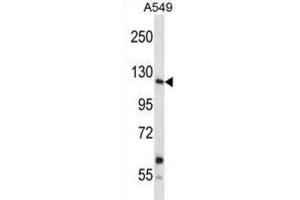 Western Blotting (WB) image for anti-Insulin Receptor-Related Receptor (INSRR) antibody (ABIN2998238)