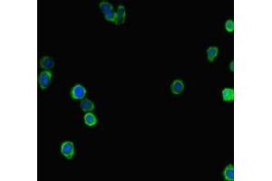 Immunofluorescent analysis of HepG2 cells using ABIN7158054 at dilution of 1:100 and Alexa Fluor 488-congugated AffiniPure Goat Anti-Rabbit IgG(H+L) (LRRIQ3 抗体  (AA 538-607))