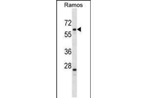 Western blot analysis in Ramos cell line lysates (35ug/lane). (PLRG1 抗体  (N-Term))