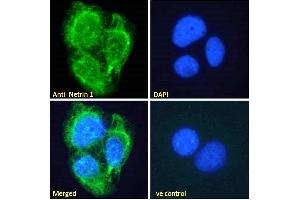 ABIN335150 Immunofluorescence analysis of paraformaldehyde fixed U2OS cells, permeabilized with 0. (Netrin 1 抗体  (C-Term))