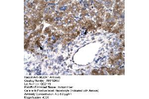 Human Liver (MEOX1 抗体  (N-Term))